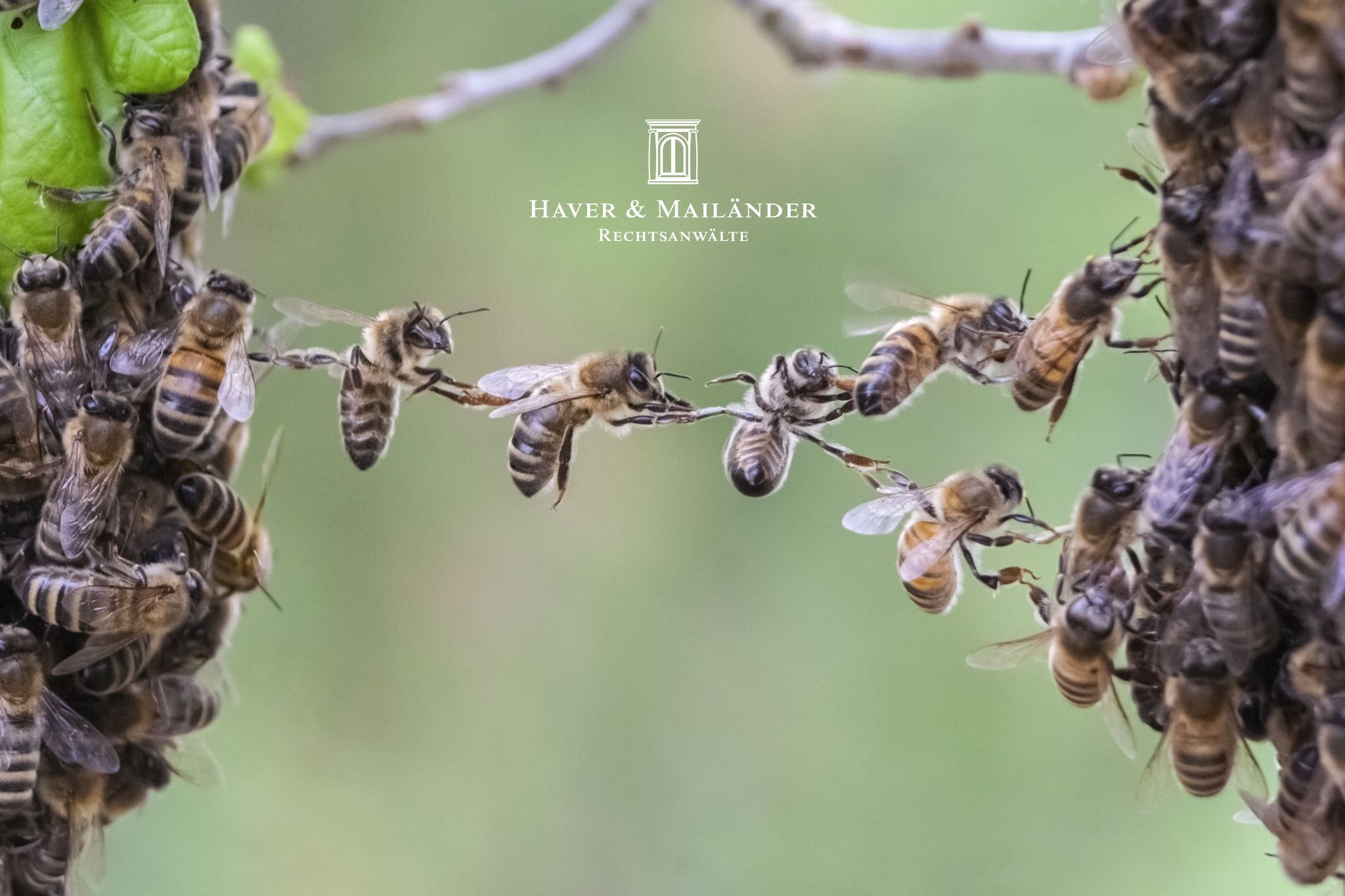 HM%20Bienen